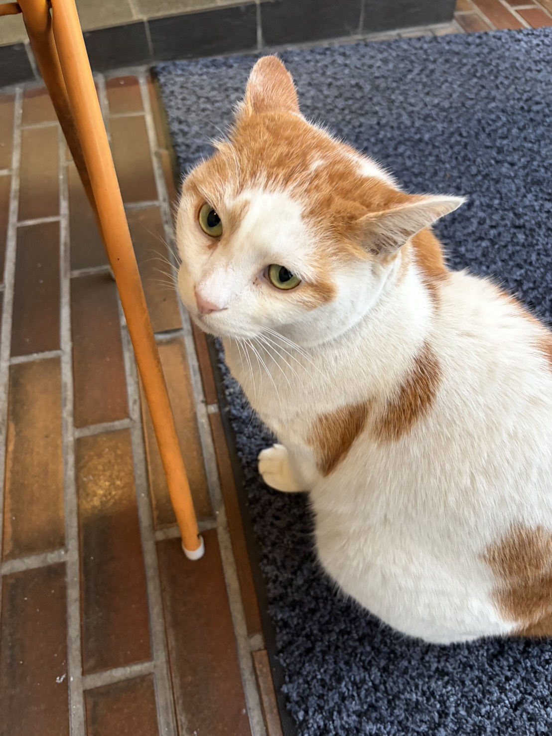毎日のストレッチ
