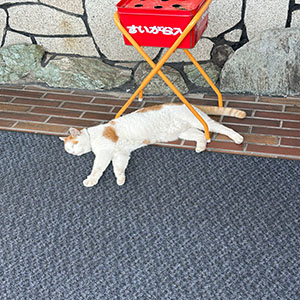 機会損失という見えないコスト