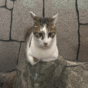 常連様(●ˇ∀ˇ●)